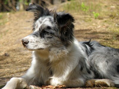 Puppy head portrait photo