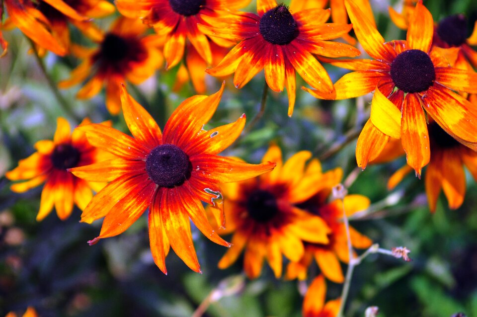 Floral summer blossom photo