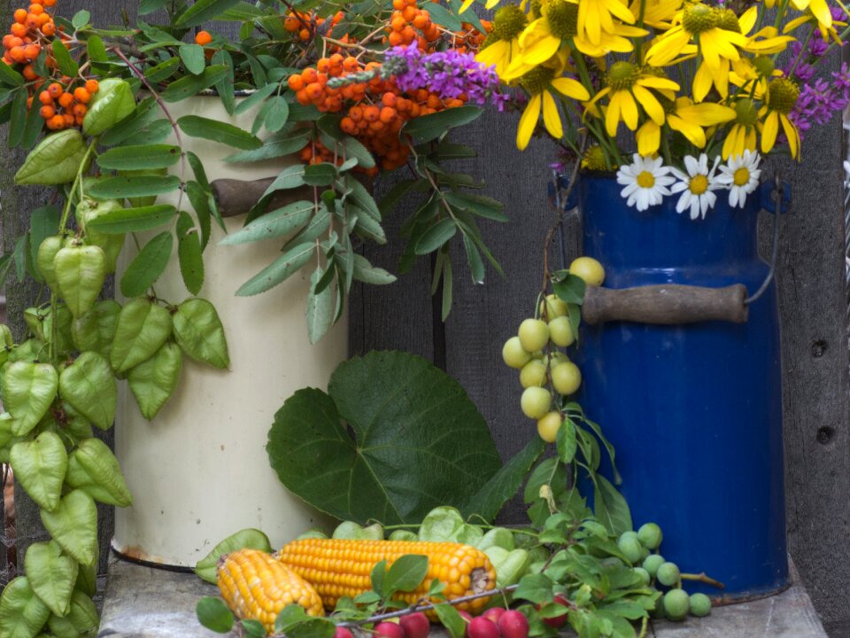 Corn on the cob milk can mountain ash