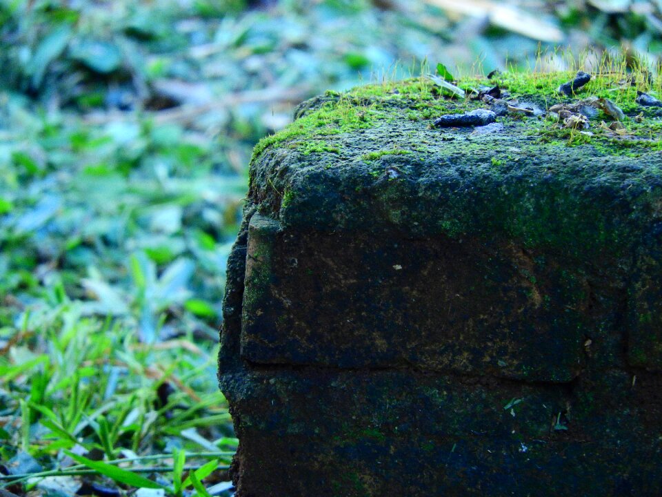 Nature grass plant