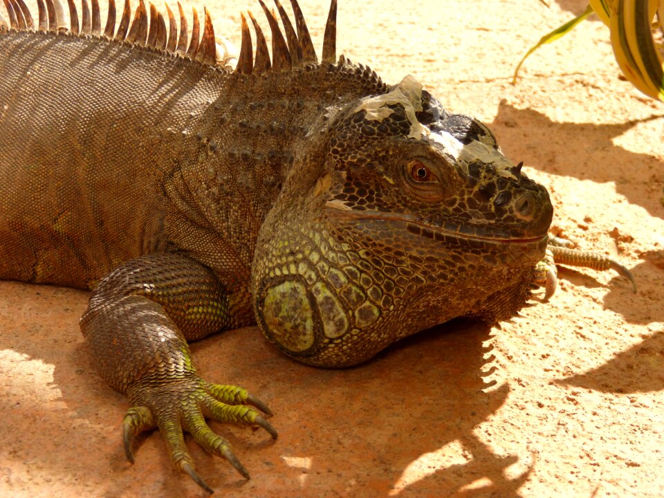 Iguana reptile lizard