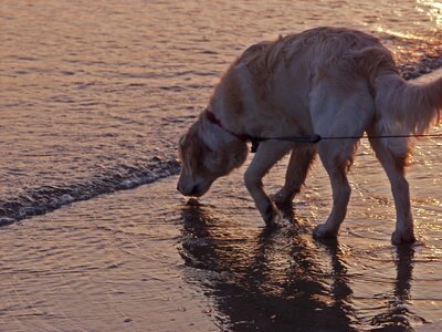Sea coast dog photo