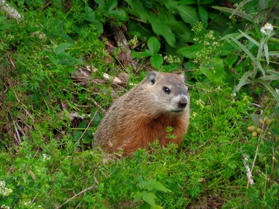 Marmot nature parc national forillon nature