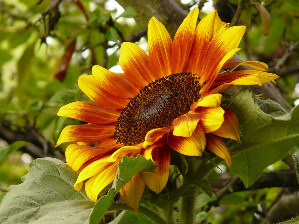 Bloom yellow helianthus annuus