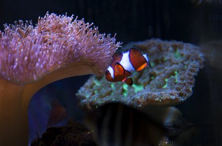 Fish coral photo