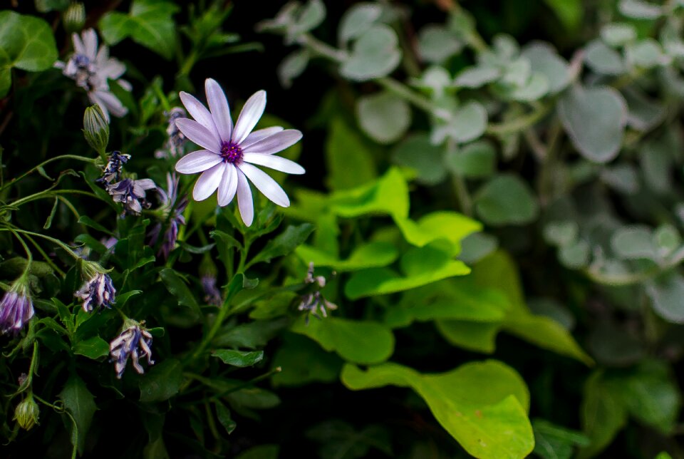 Nature floral spring