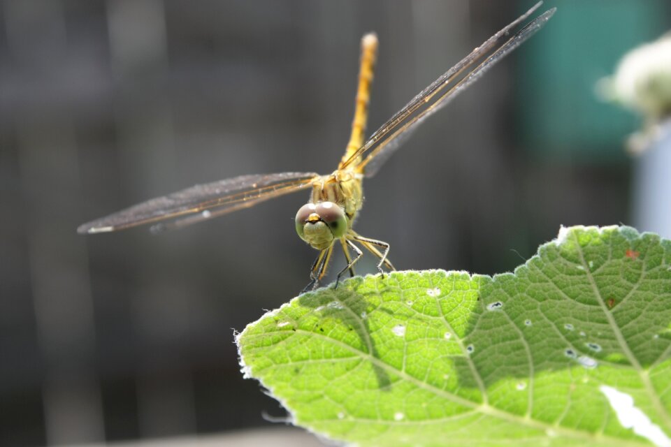 Nature garden insect