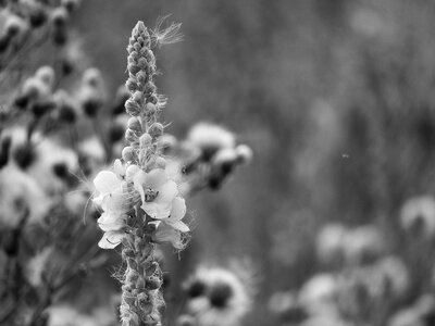 Verbascum black and white fluff