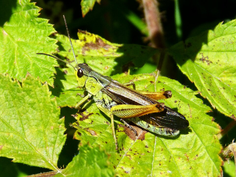 Grasshopper green leaf