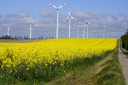 Field yellow field yellow