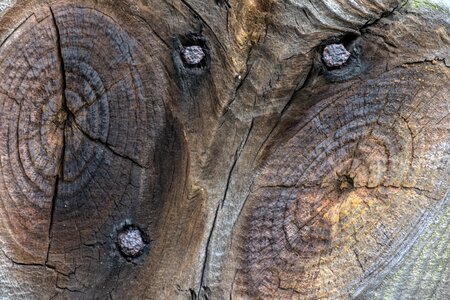 Old wood grain close up