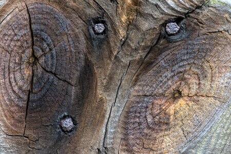 Old wood grain close up photo