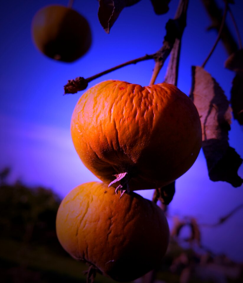 Garden harvest tree