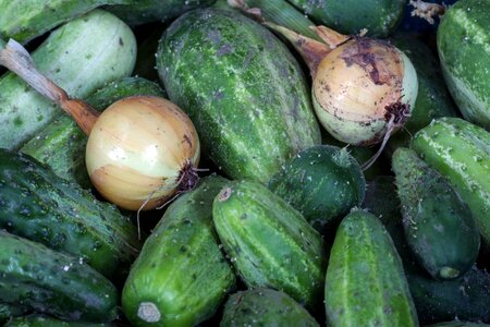 Onion close up garden cucumber
