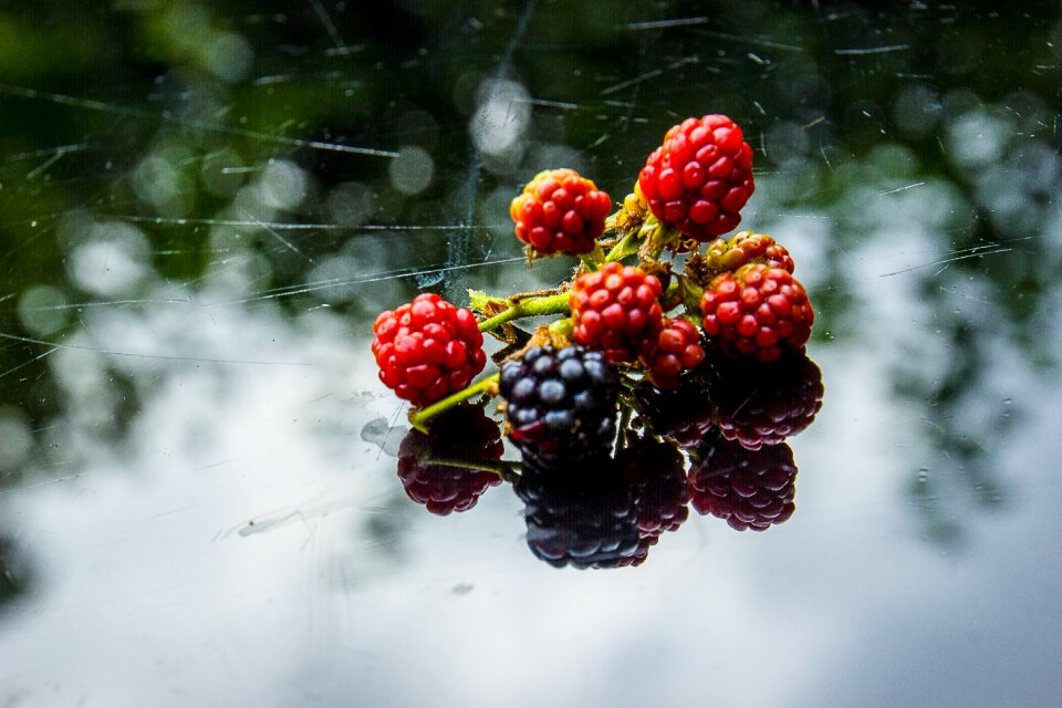 Blackberries blackberry picking forest