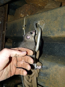 Rodent glis glis similar to mouse