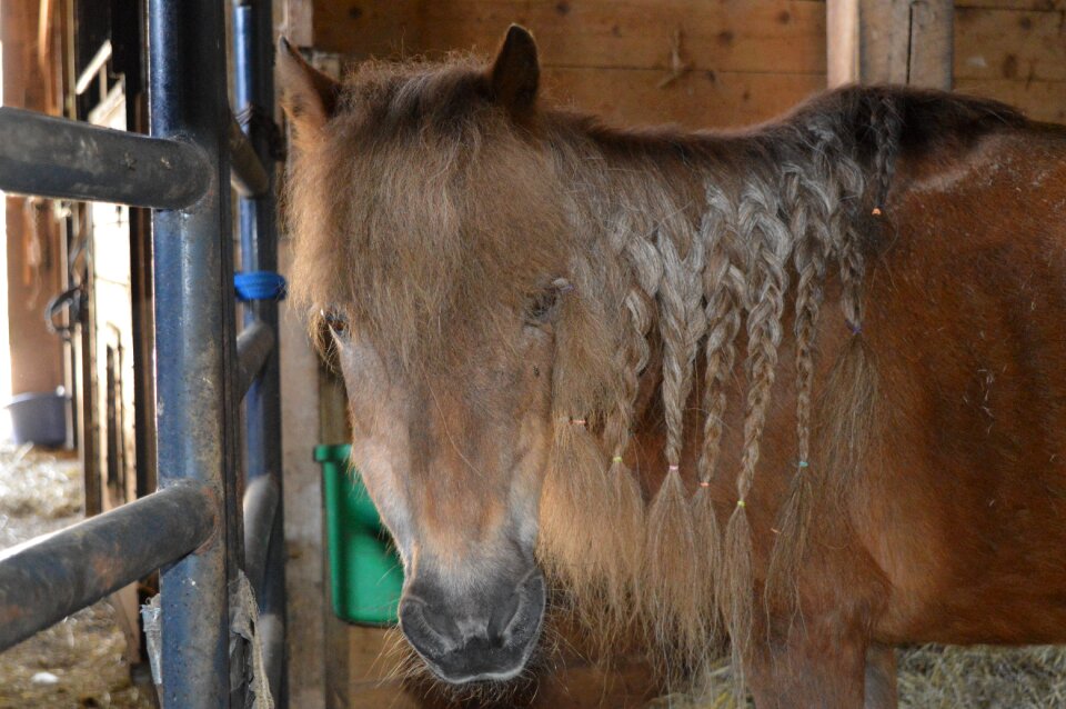 Shetland shetland pony