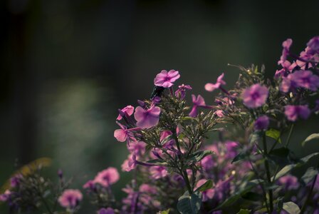 Summer garden violet flowers photo