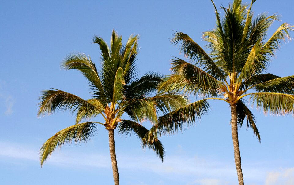 Tropical summer beach