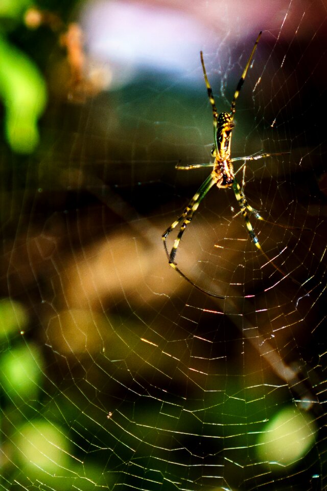 Arachnid cobweb spooky
