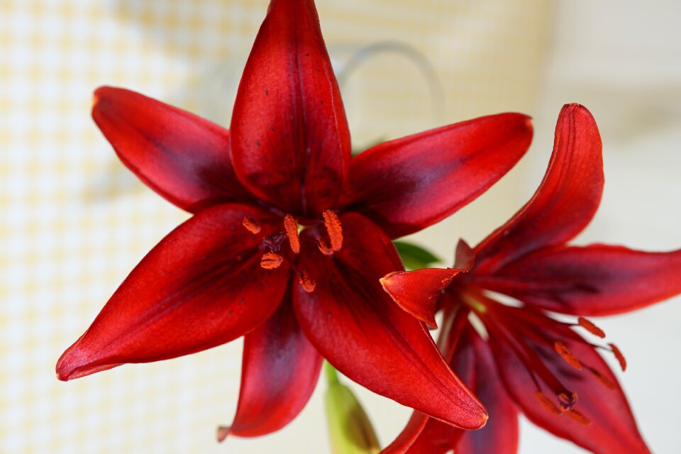 Bloom bloom red flower