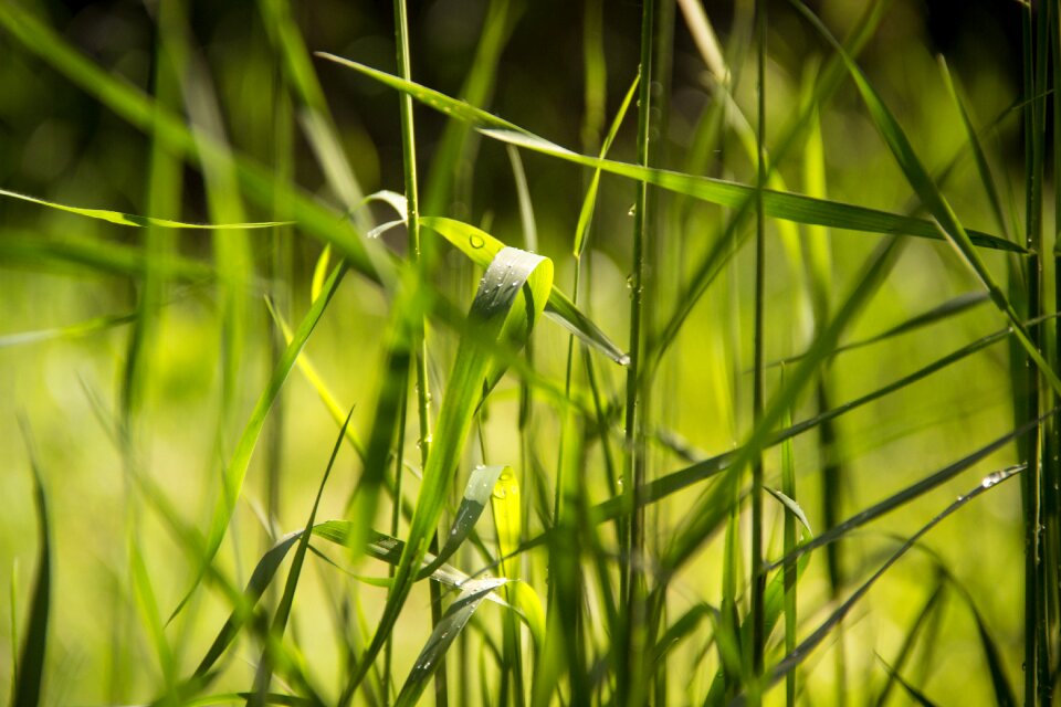 Summer spring field
