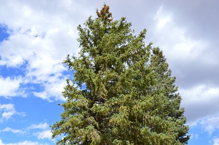 Cloud evergreen
