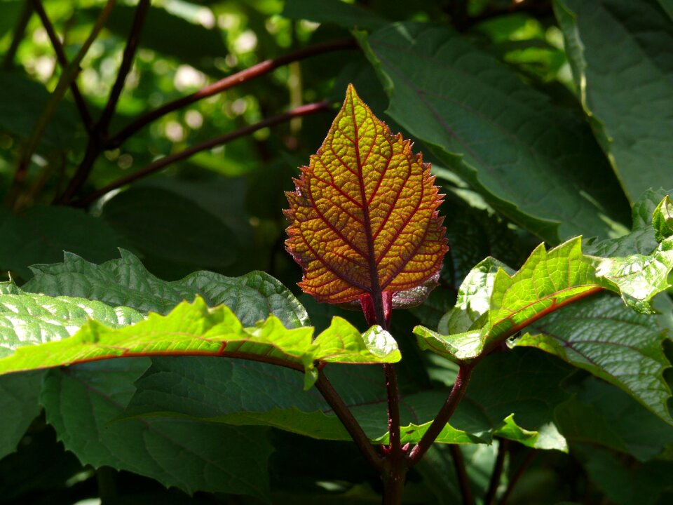 Green plant leaves
