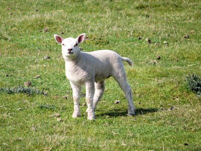 Sheep animal lambs photo