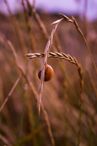 Autumn snail field