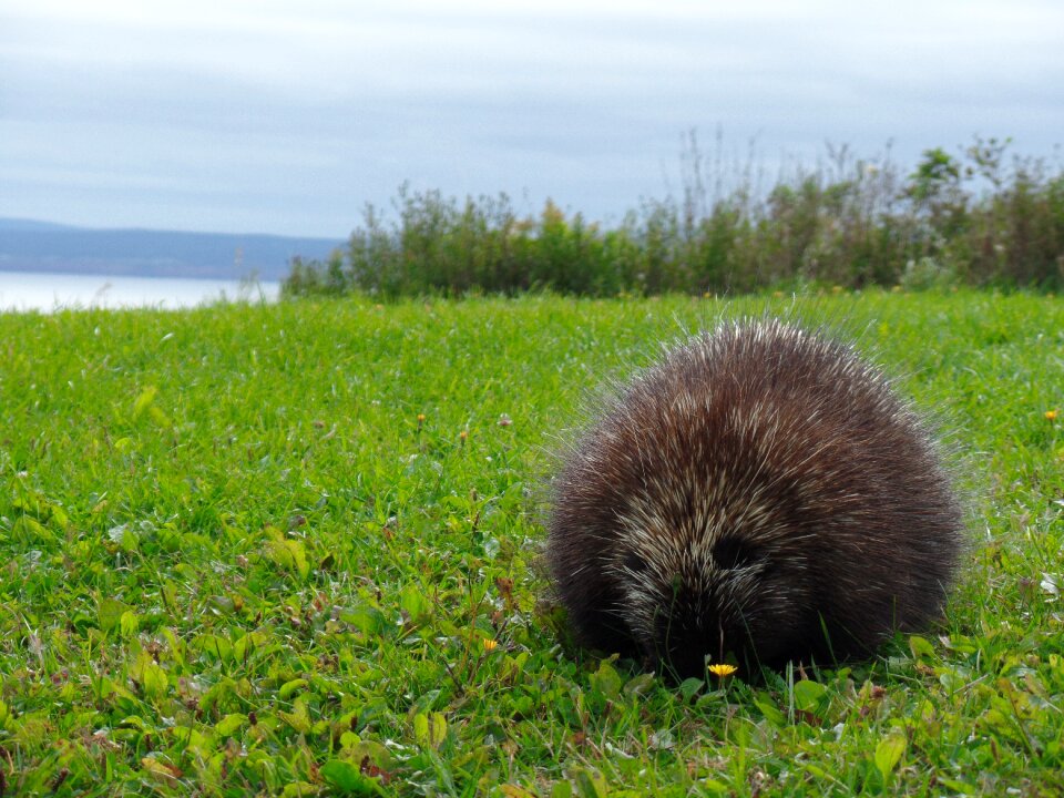 Porcupine parc national forillon cap gaspé