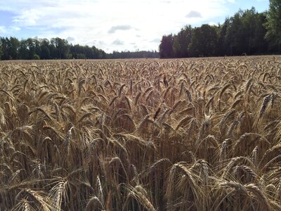 Crop nature field