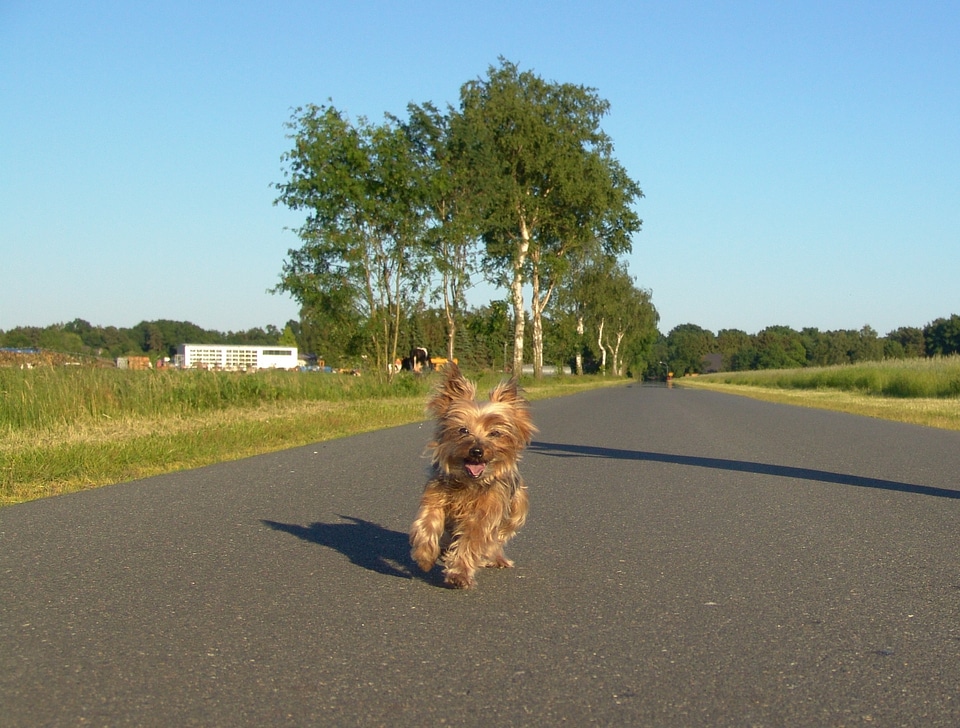 Run landscape animals
