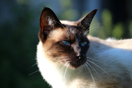 Mieze breed cat cat's eyes photo