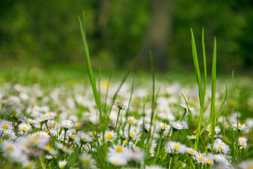Summer spring floral