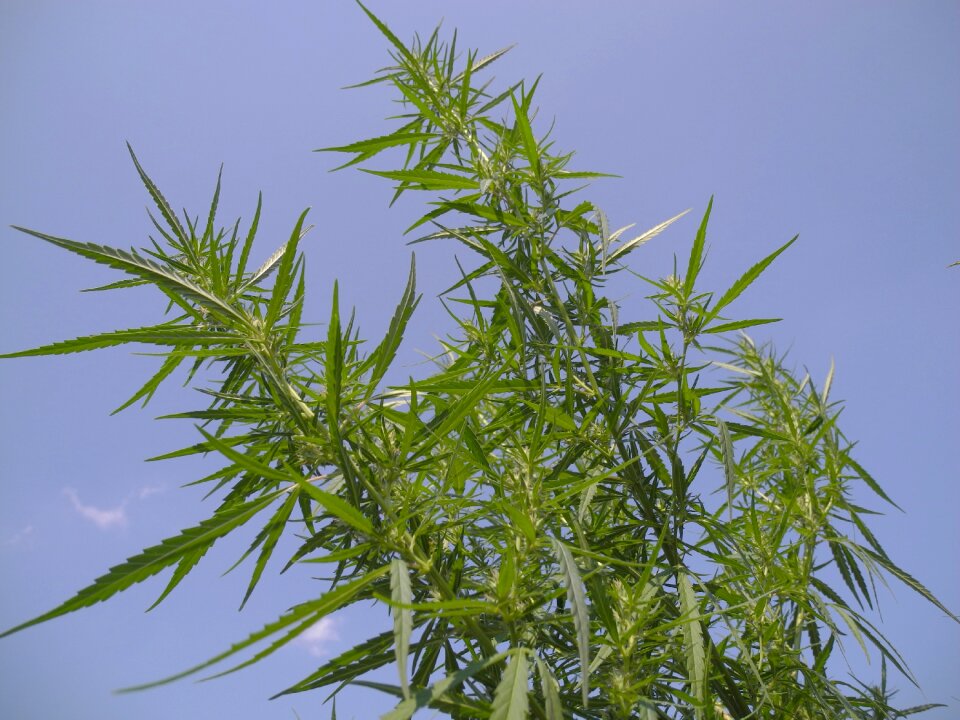 Medicinal herbs nature plant