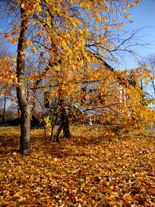 Tree landscape autumn