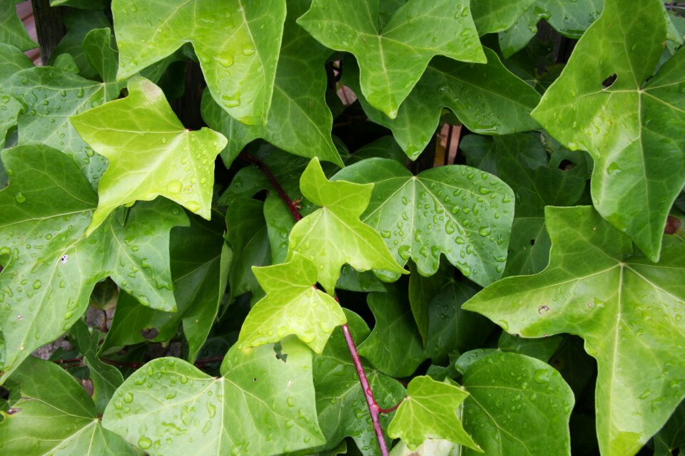Ivy leaves drop of water