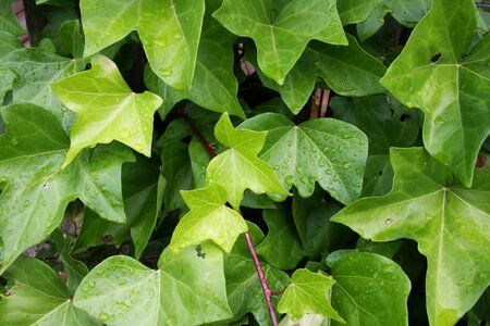 Ivy leaves drop of water