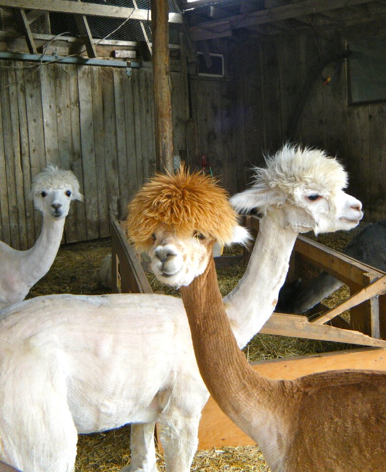 Shed mammal alpaca