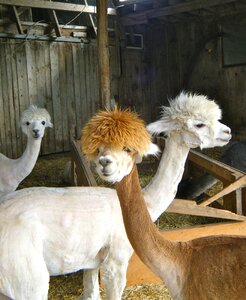 Shed mammal alpaca photo