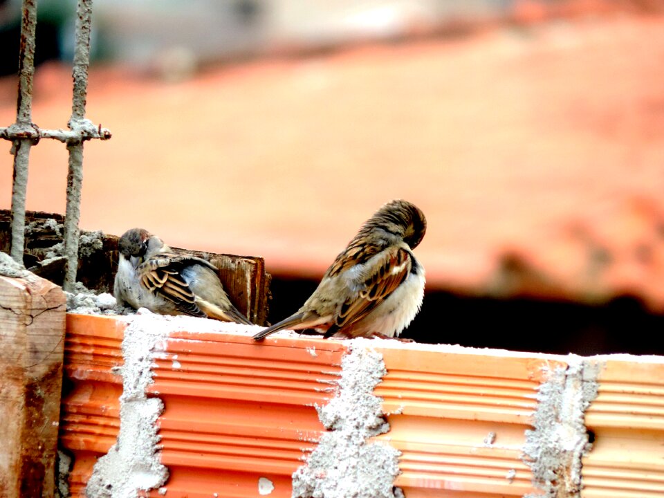 Nature eventide sparrow
