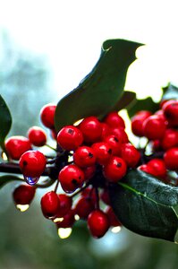 Christmas decoration christmas holly photo