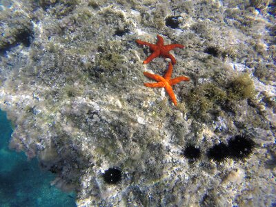 Diving summer sea urchins photo
