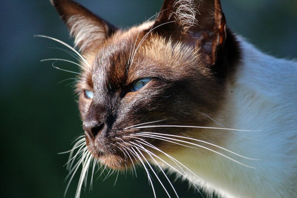 Mieze breed cat cat's eyes