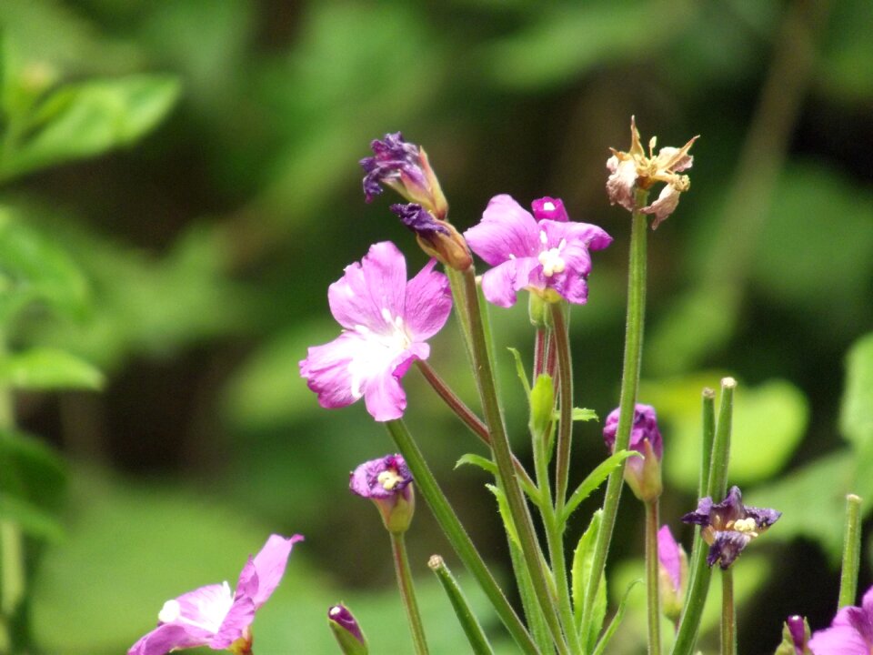 Flower background natural plant