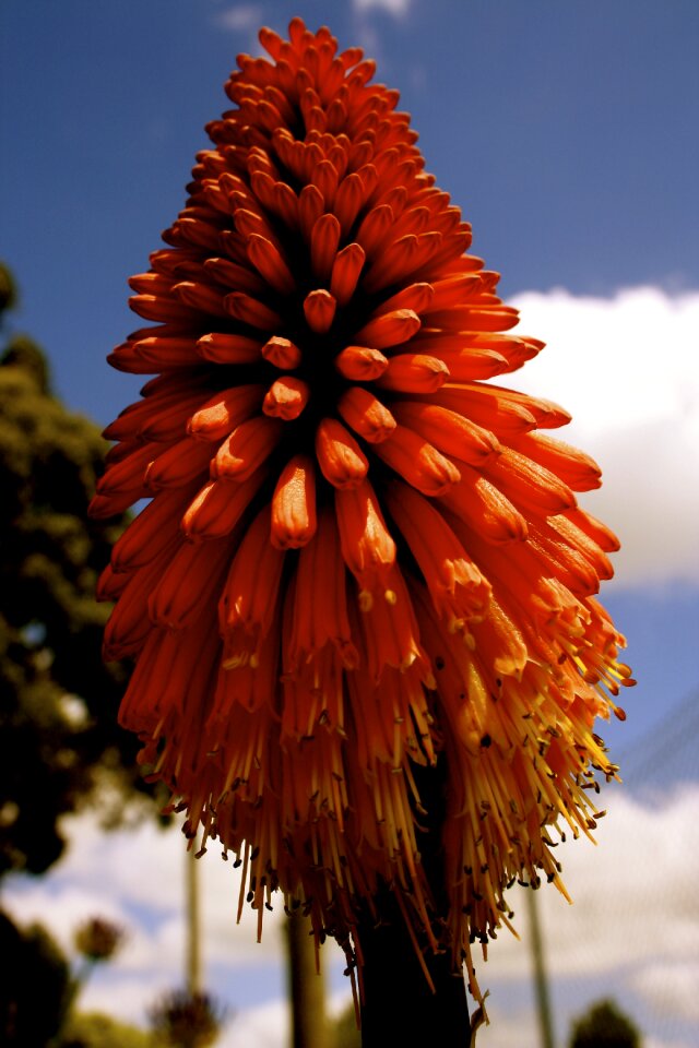 Garden flora orange
