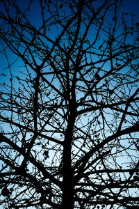 Branches garden park