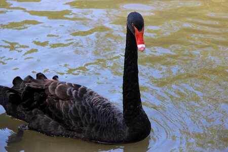 Park lake animal