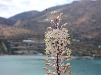 Crete white flowers fly